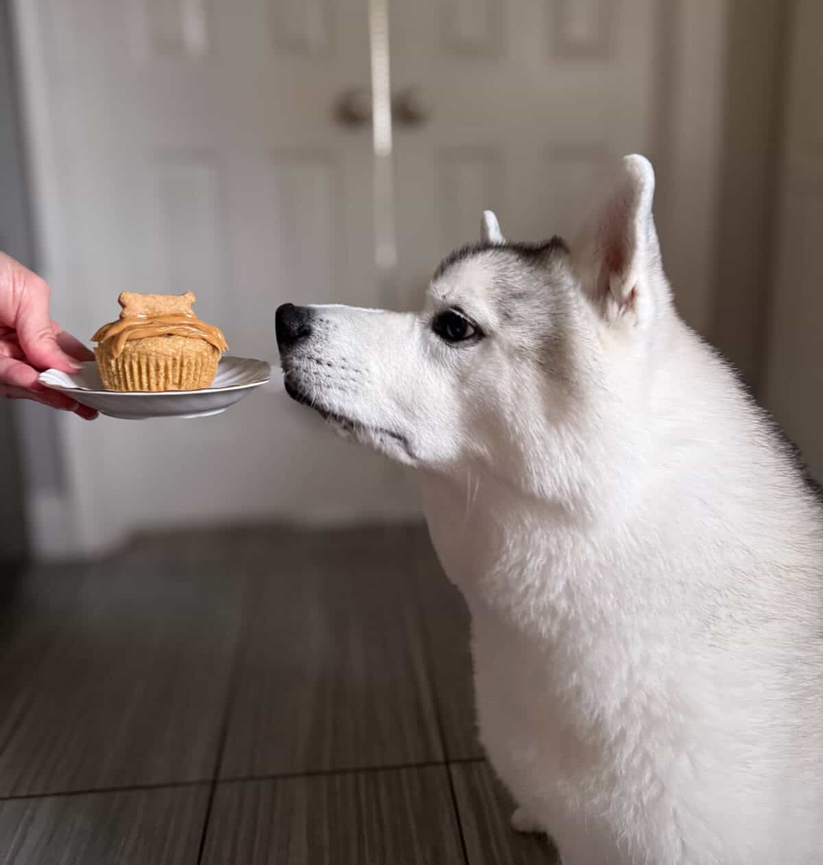 My dog Ranger waiting patiently for a homemade peanut butter oat dog muffin.
